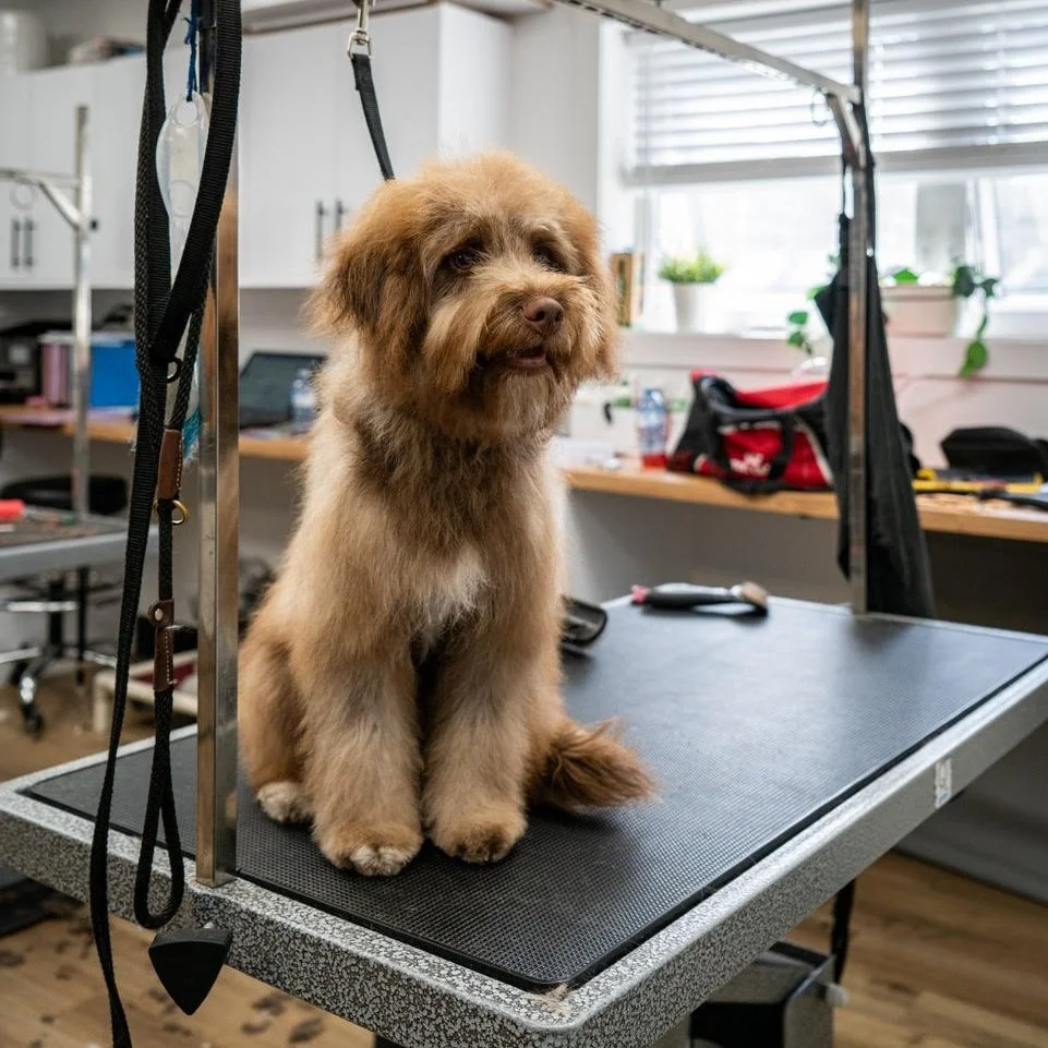 Good shop dog grooming